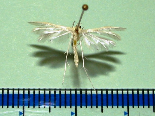 Pterophorus albidus